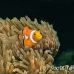 anemonefish_falseclown_nus_h_0705_png1871.jpg